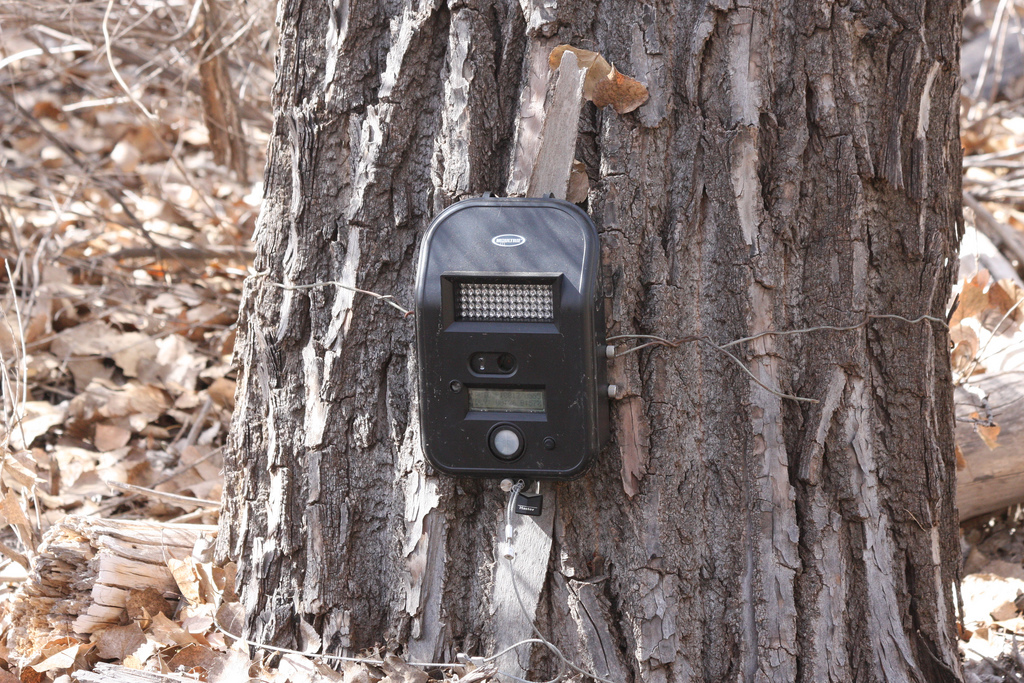 A motion-sensitive trail camera strapped to a tree trunk