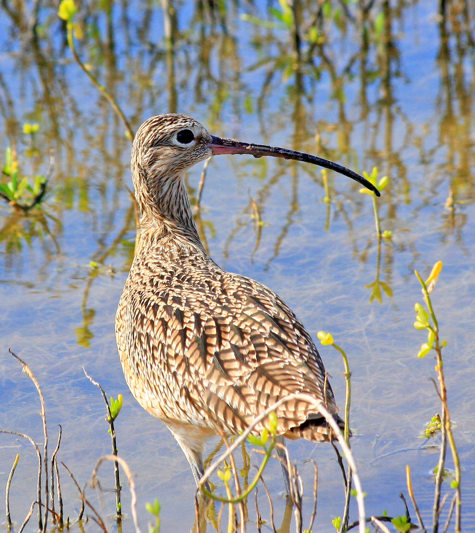 A long-billed curlew standing in coastal grassland