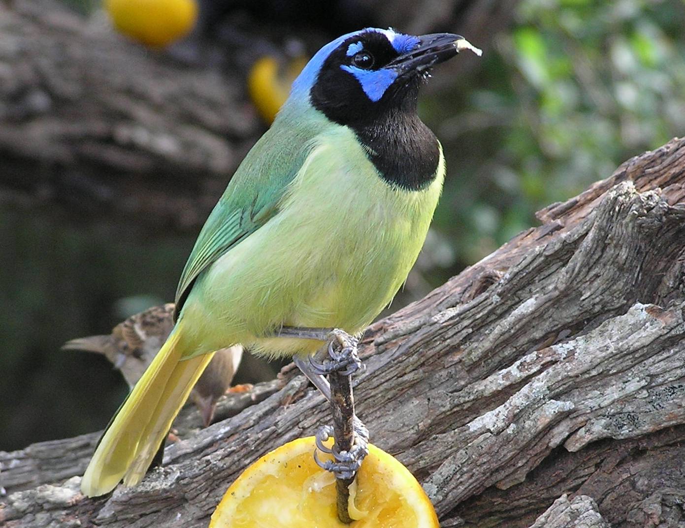 A green jay perched on a branch in South Texas