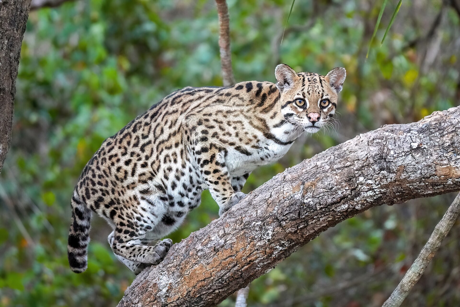 An ocelot standing alert in dense vegetation