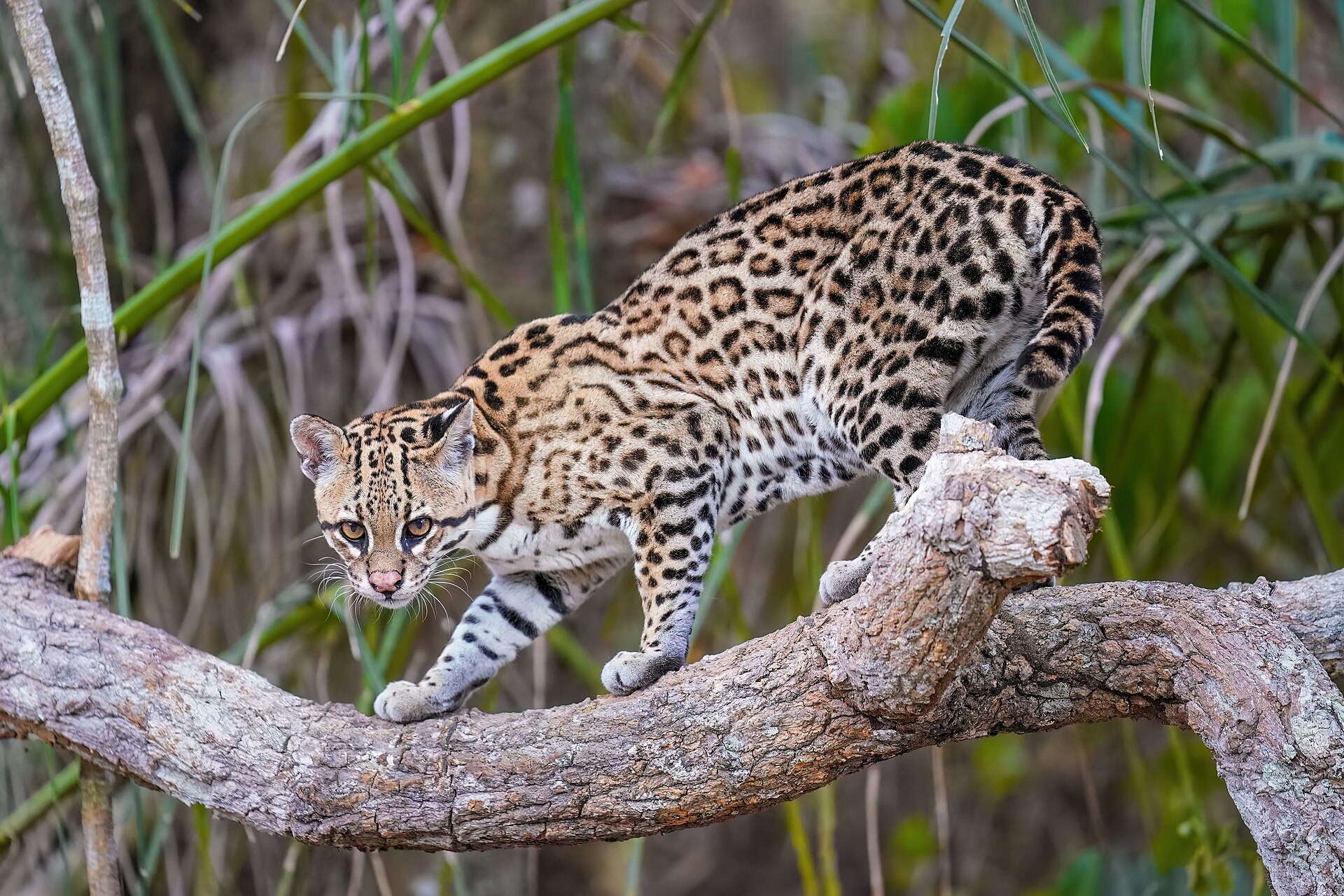 Close view of an ocelot's spotted coat and face