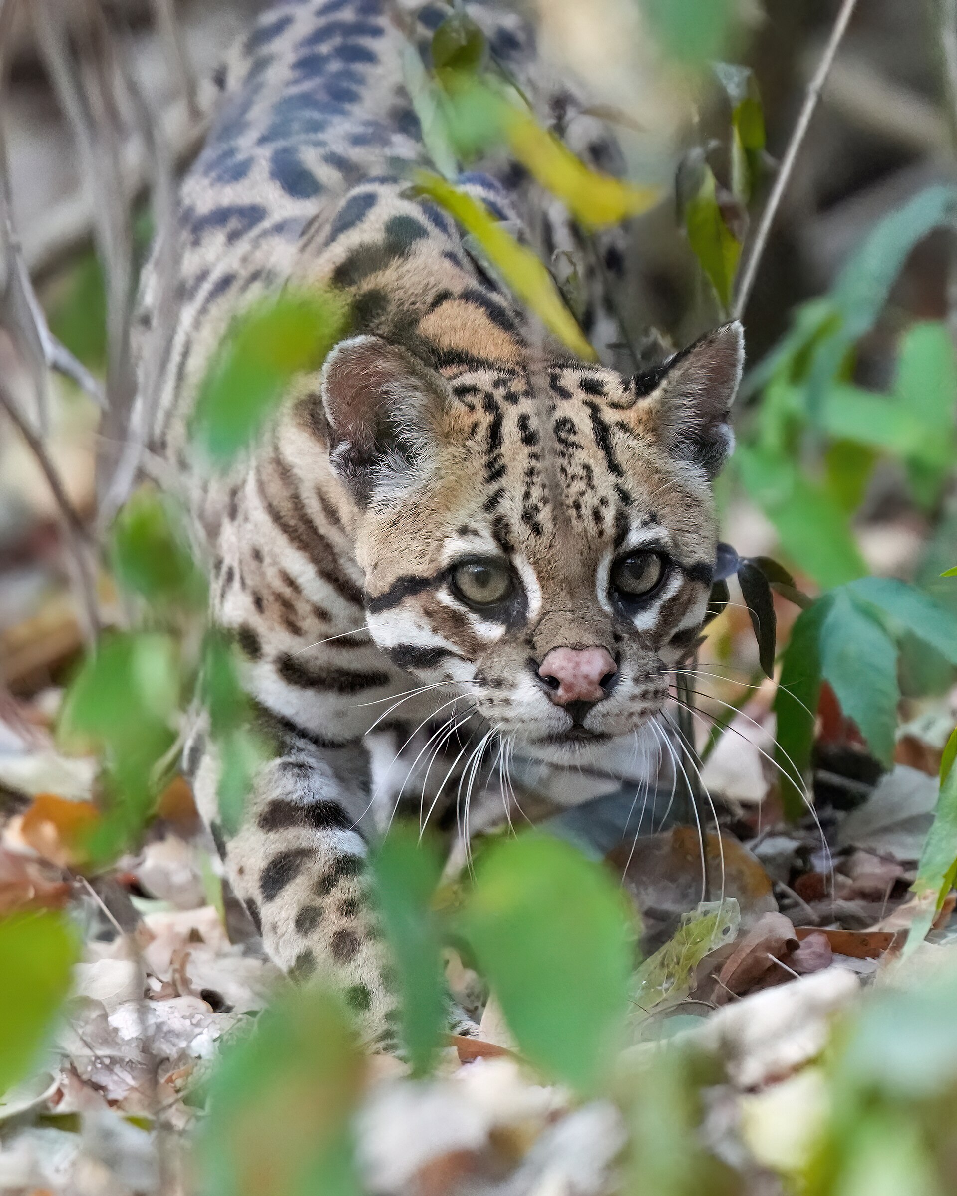 An ocelot moving low through undergrowth at dusk