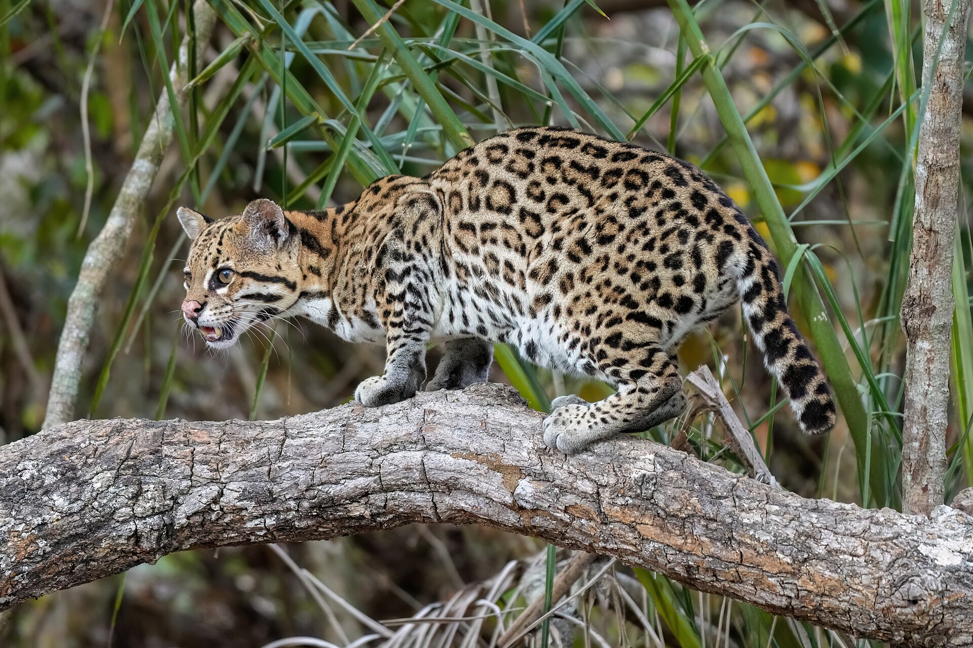 An ocelot resting in shaded brush