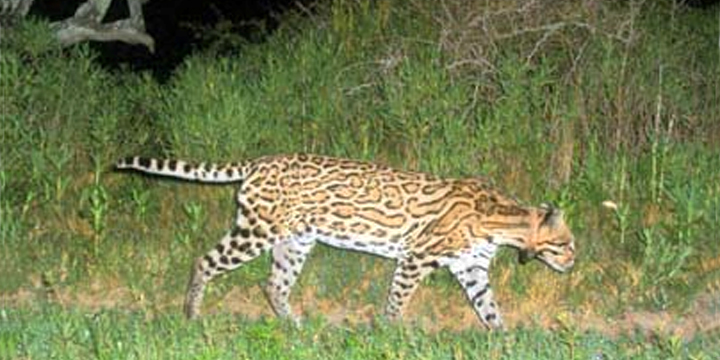 A wild ocelot photographed in South Texas refuge habitat