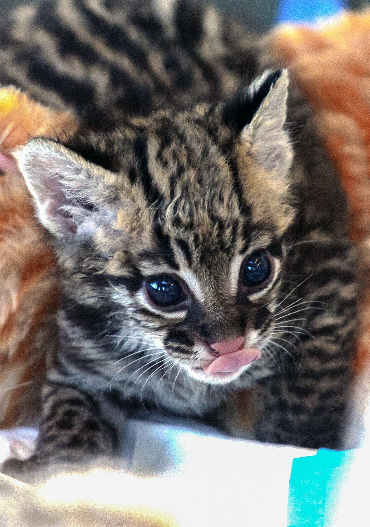 A young ocelot with large dark eyes resting on a blanket inside a wildlife care facility