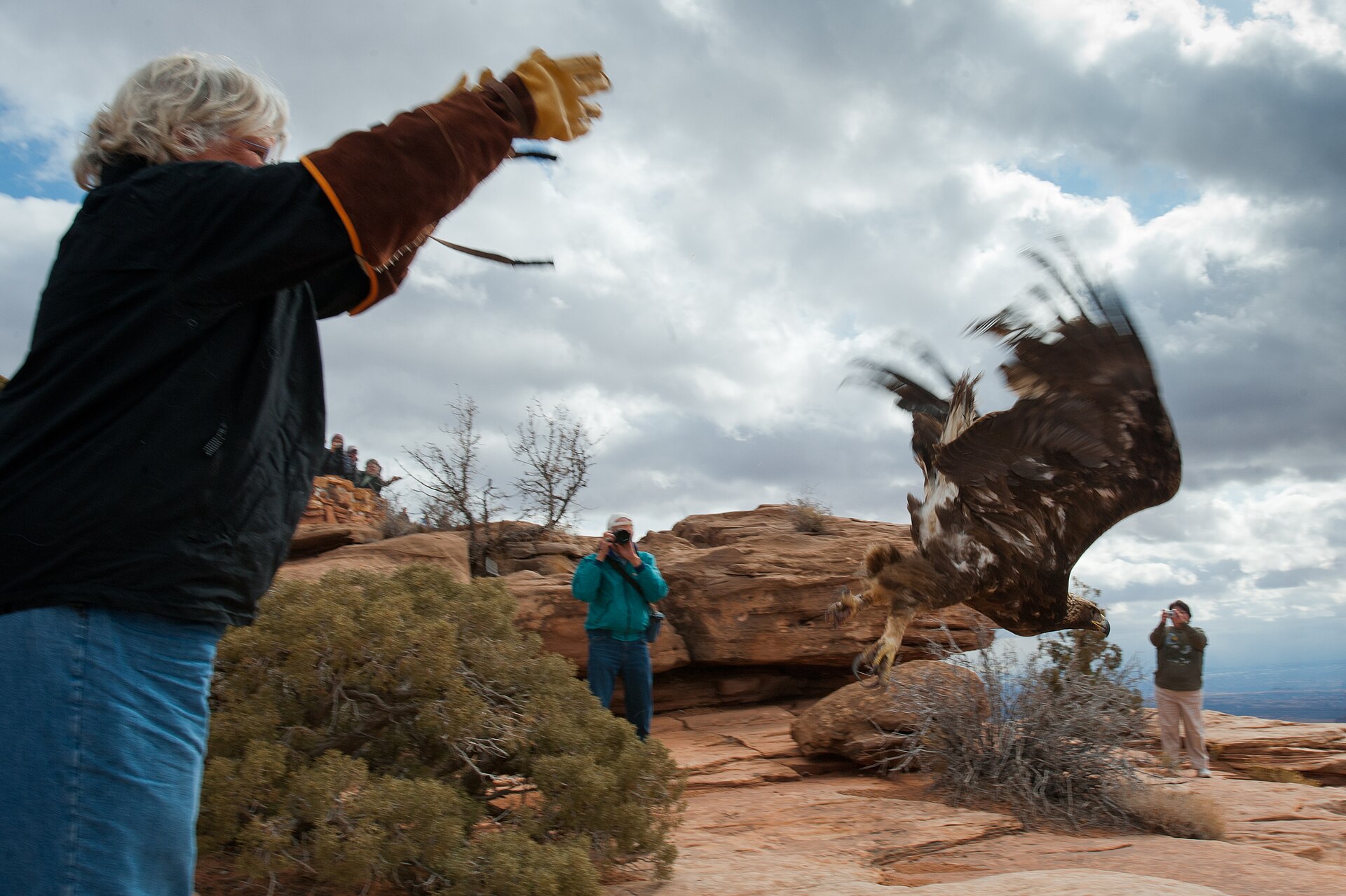 Wildlife staff releasing a recovered animal back into protected habitat