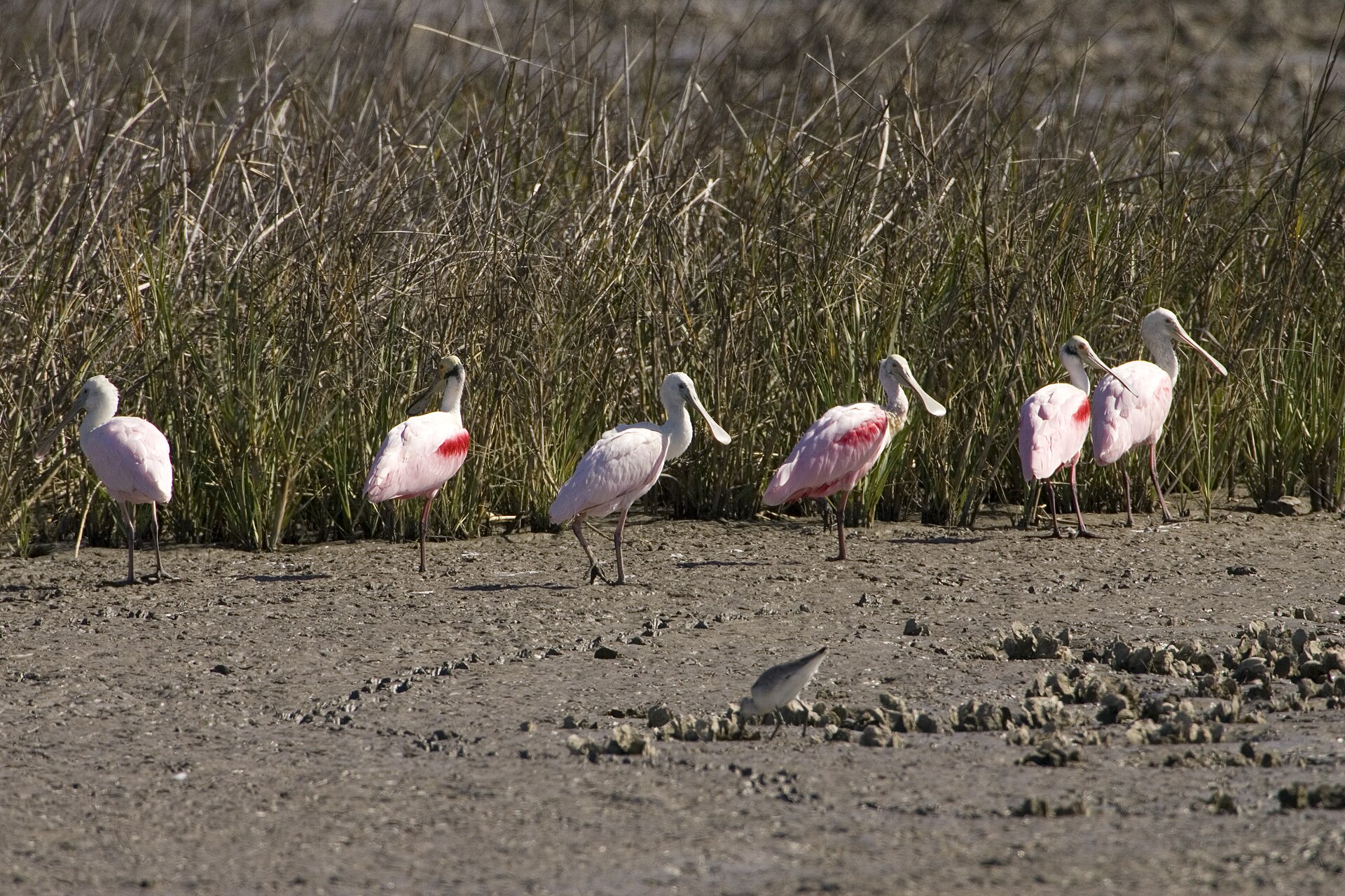 A roseate spoonbill wading in shallow Texas coastal water