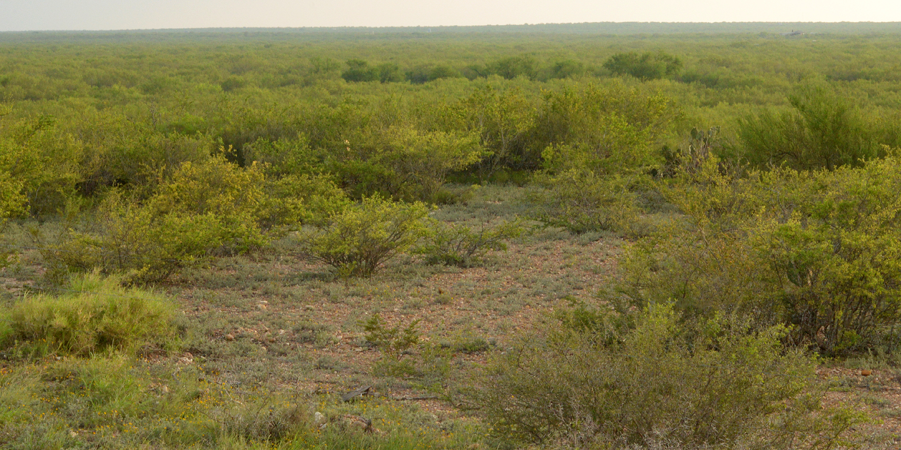 Dense Tamaulipan thornscrub habitat in South Texas