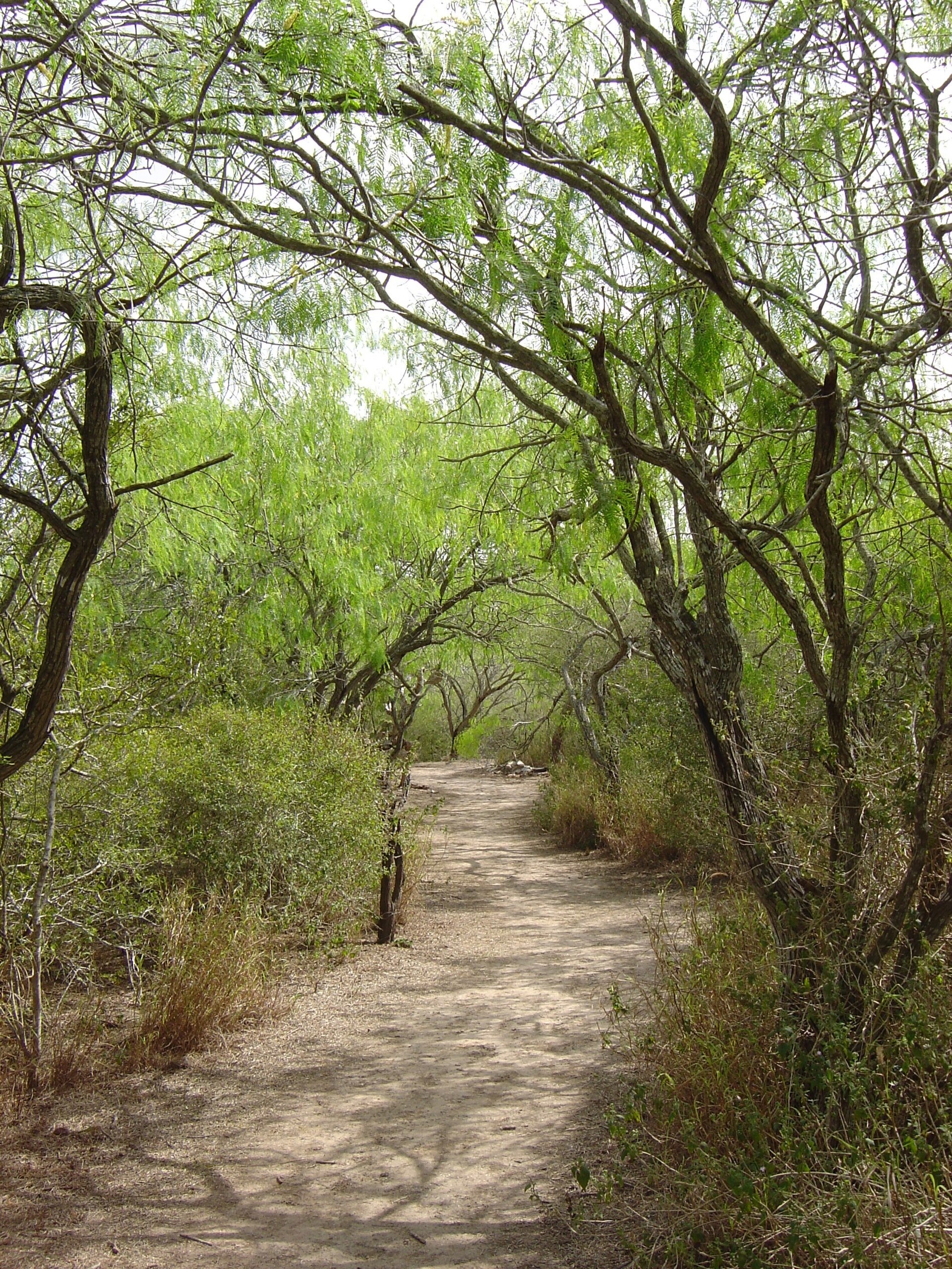 A sandy nature trail winding through native South Texas vegetation
