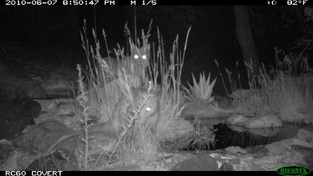 Night-time trail camera image of wild animals in South Texas