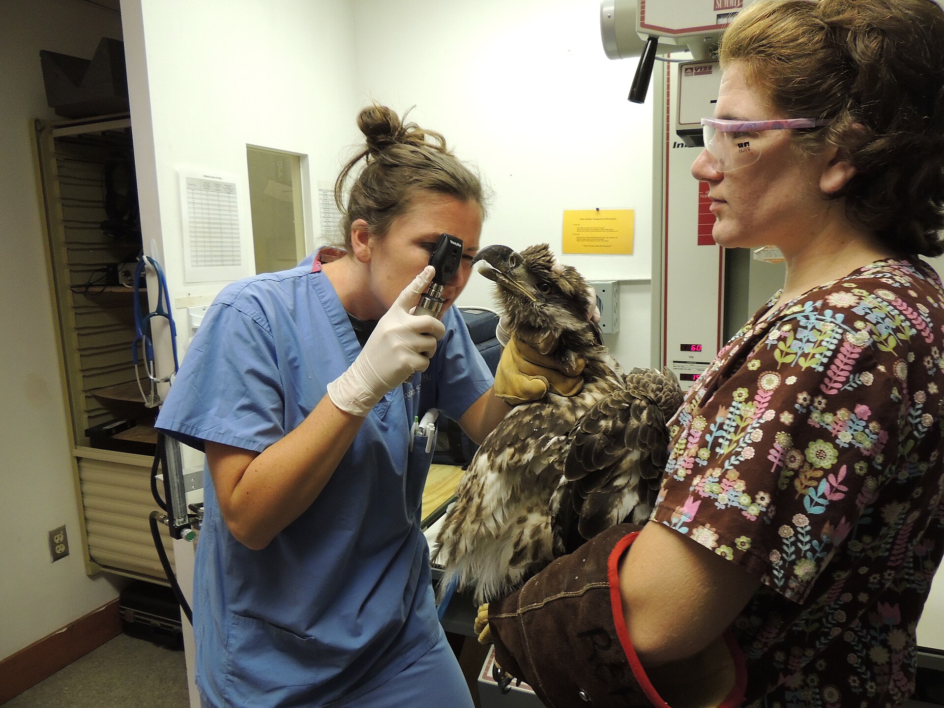 A wildlife veterinarian examining an animal at a rehabilitation facility