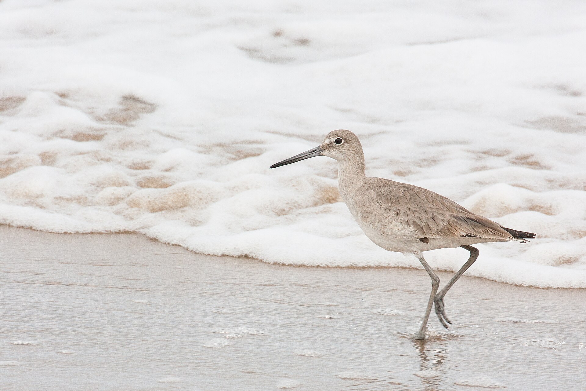 A willet shorebird foraging on Boca Chica Beach
